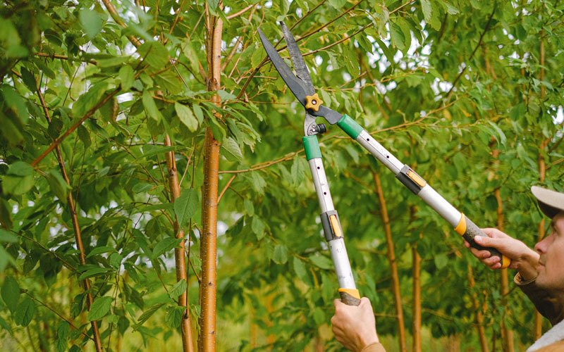 Tree trimming in Meservey, IA