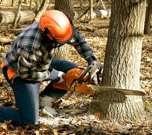 Tree Removal in Meservey, IA